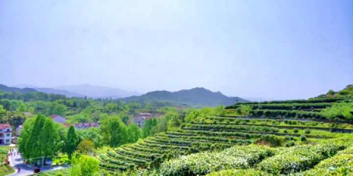 烏雲山茶葉公園