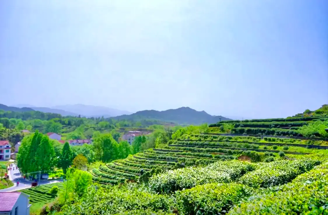 Hotels near Wuyunshan Chaye Park