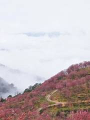 新塘村花木易購千畝櫻花園