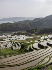 Oura Rice Terraces Observation Deck