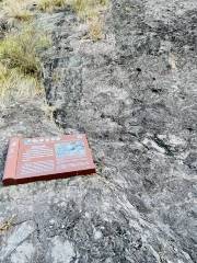 Rhyolite with Globular Structure