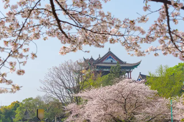 Cherry Blossom Viewing in Hubei