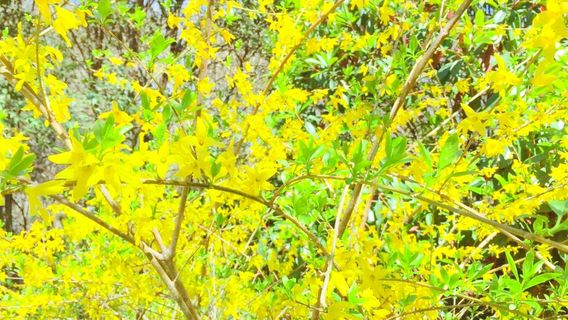 Hongshilin Sceneic Area