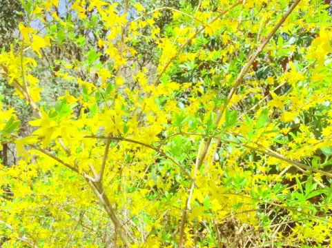 Hotels near Hongshilin Sceneic Area