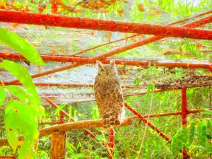 Lilongwe Wildlife Centre