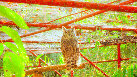 Lilongwe Wildlife Centre