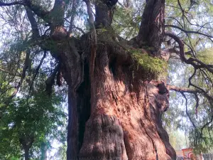 Parque Ecologico "Los Sabinos"