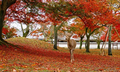 Admire Maple Leaves in Nara