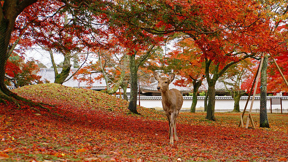 Maple Leaf Viewing in Nara