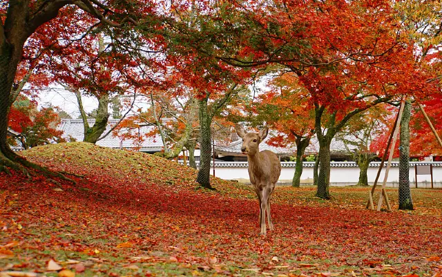 Admire Maple Leaves in Nara