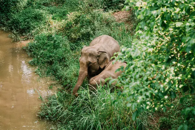 Elephant Interactions in Xishuangbanna