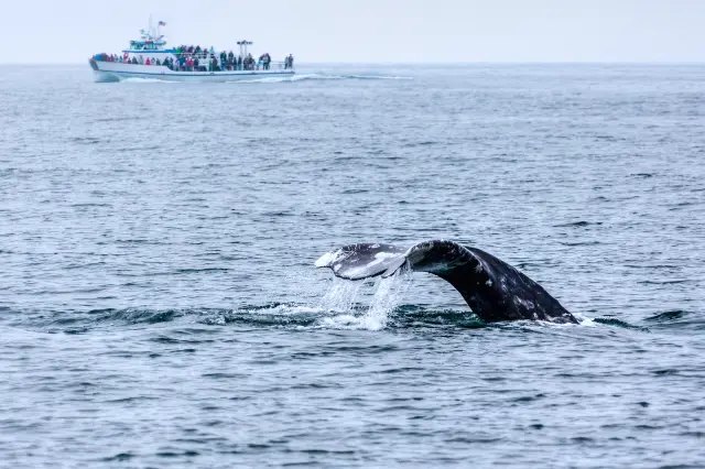 Whale Watching At Sea in San Diego