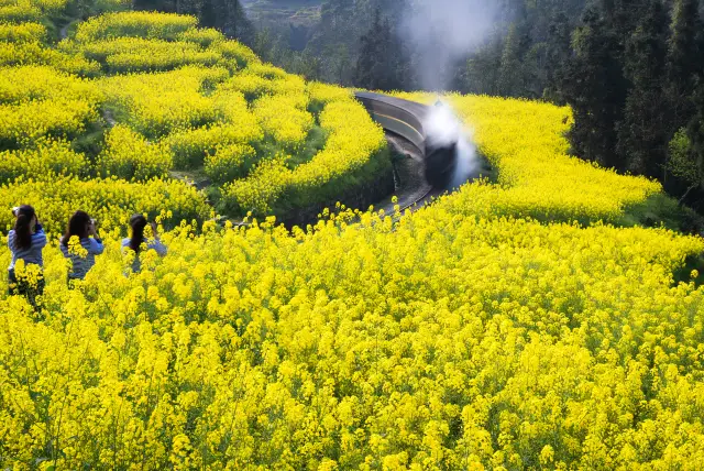 Rapeseed Flowers Viewing in Deyang