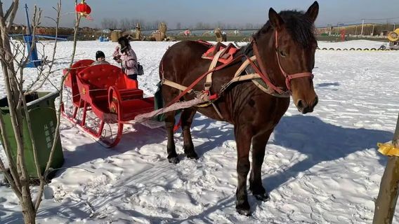 Snow Sledding in Yanji