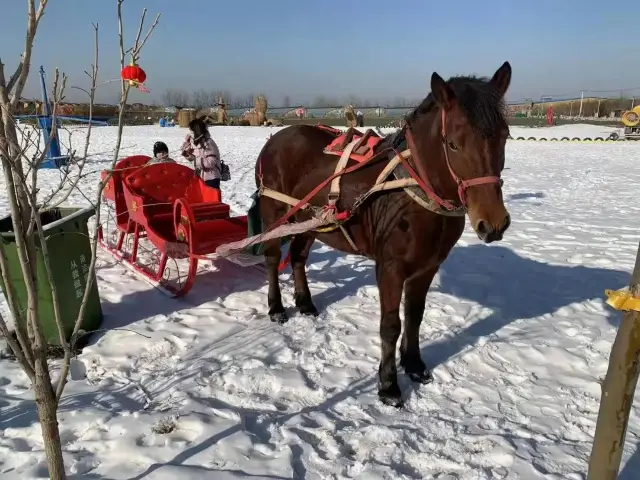 Snow Sledding in Yanji