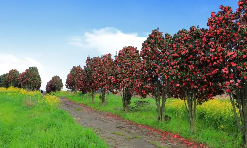 Camellia Viewing on Jeju Island