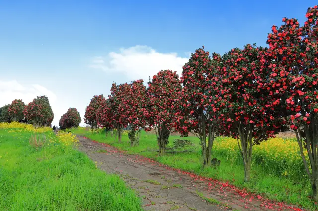 Camellia Viewing on Jeju Island