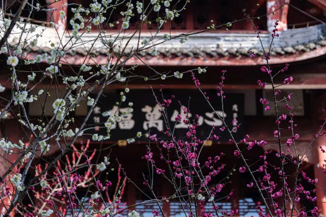 Chengdu Plum Blossom Viewing