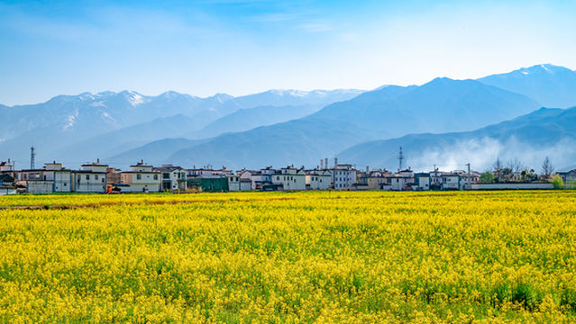 Rapeseed Flower Viewing in Dali