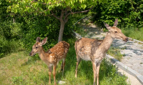 Feeding Sika Deer in Dalian