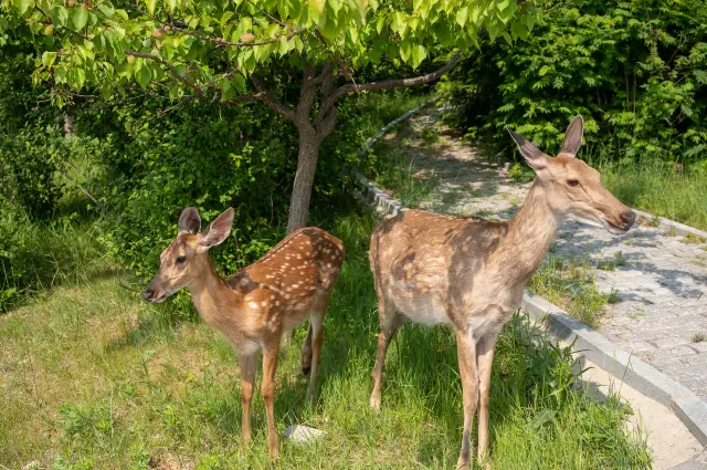 Feeding Sika Deer in Dalian