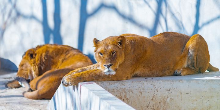 Baoding Zoo
