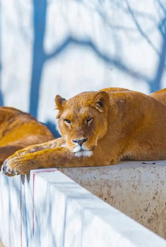 Hotels near Baoding Zoo