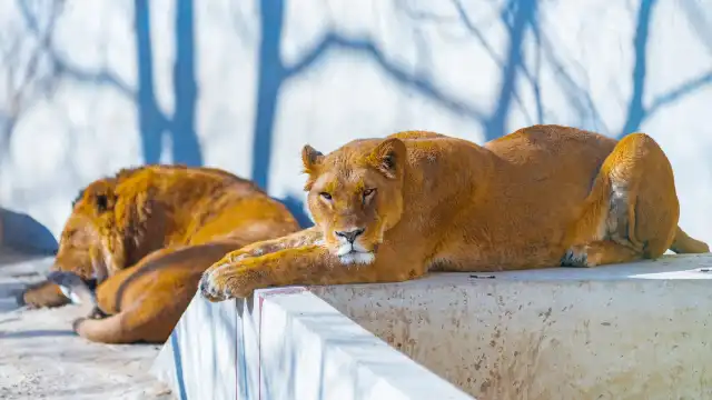 保定市動物園周辺のホテル