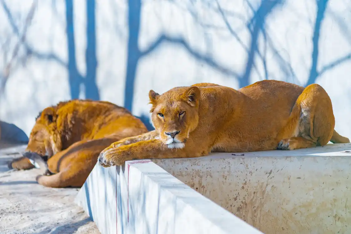 Hotels near Baoding Zoo