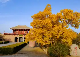 Yang Guan