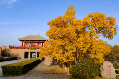 Yang Guan