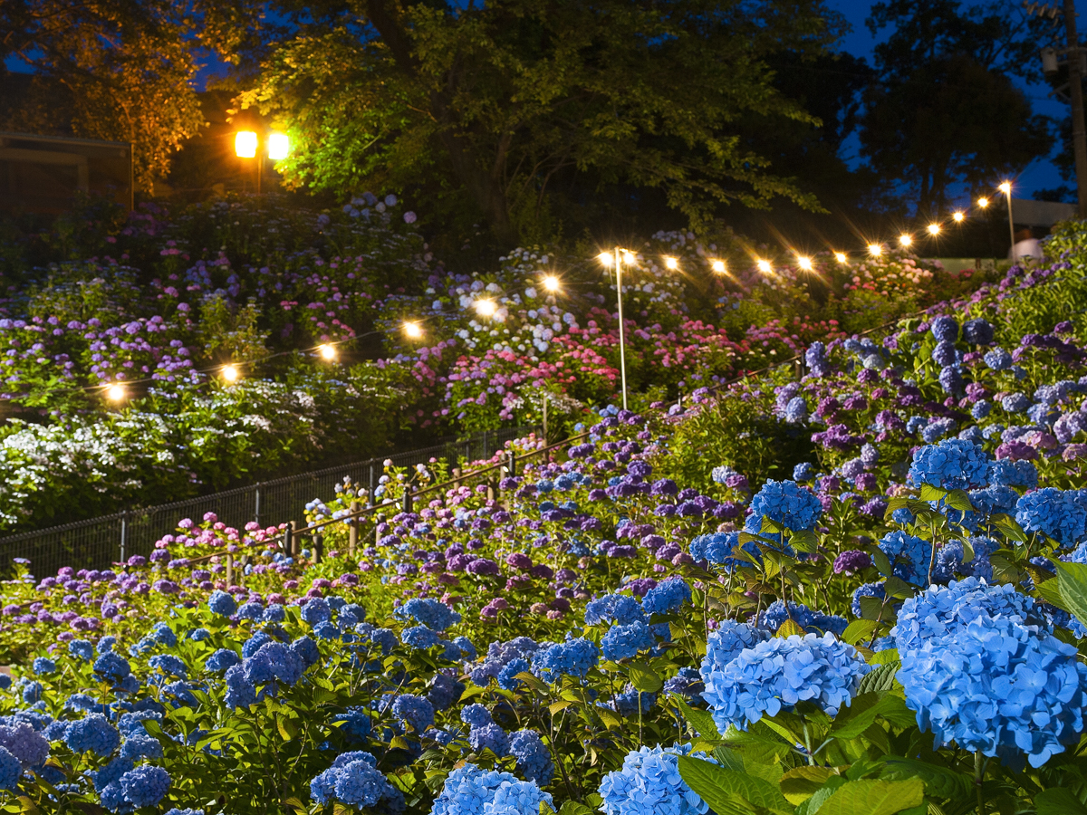 Katahara Hot Spring Hydrangea Festival | Gamagori
