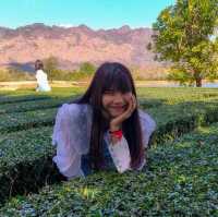 Pirom Cafe (ภิรมย์คาเฟ่)