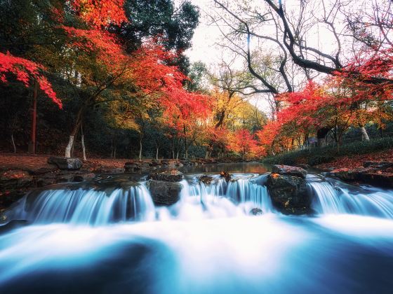 Nine Creeks in the Misty Forest