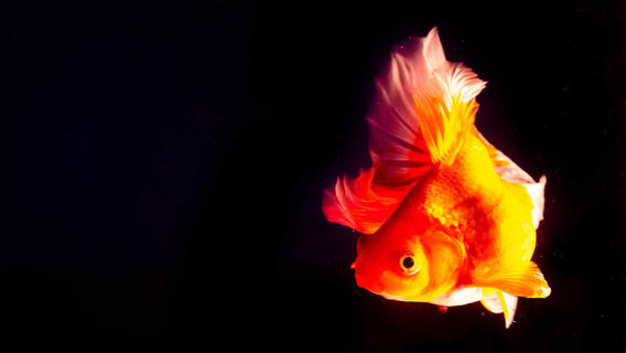 National Trend Goldfish Museum
