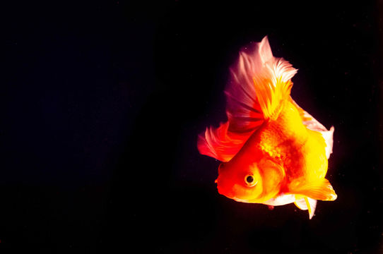 National Trend Goldfish Museum
