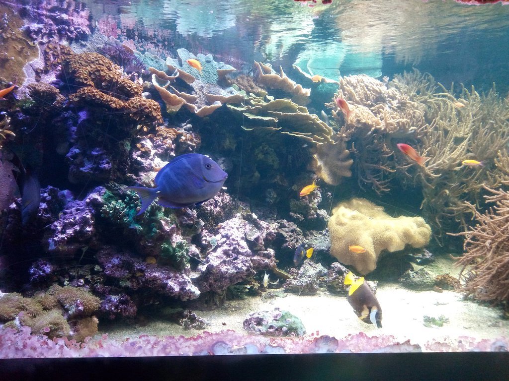 ロンドン水族館のレビュー ロンドン水族館のチケット ロンドン水族館の割引 ロンドン水族館の交通機関 所在地 営業時間 ロンドン水族館周辺の観光スポット ホテル グルメ Trip Com