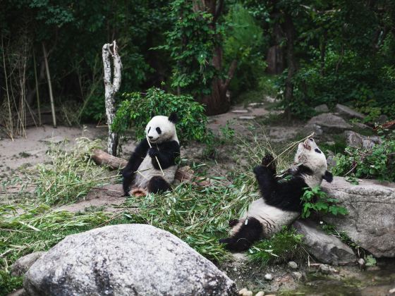 Bifengxia Panda Reserve