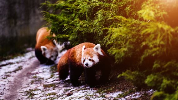 蘇黎世大教堂+蘇黎世湖東岸+蘇黎世美術館+蘇黎世動物/植物園