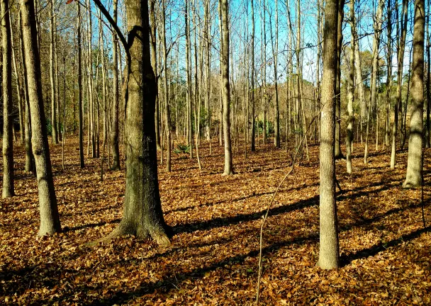 Отзывы об отеле Hotel Vacances Tremblant