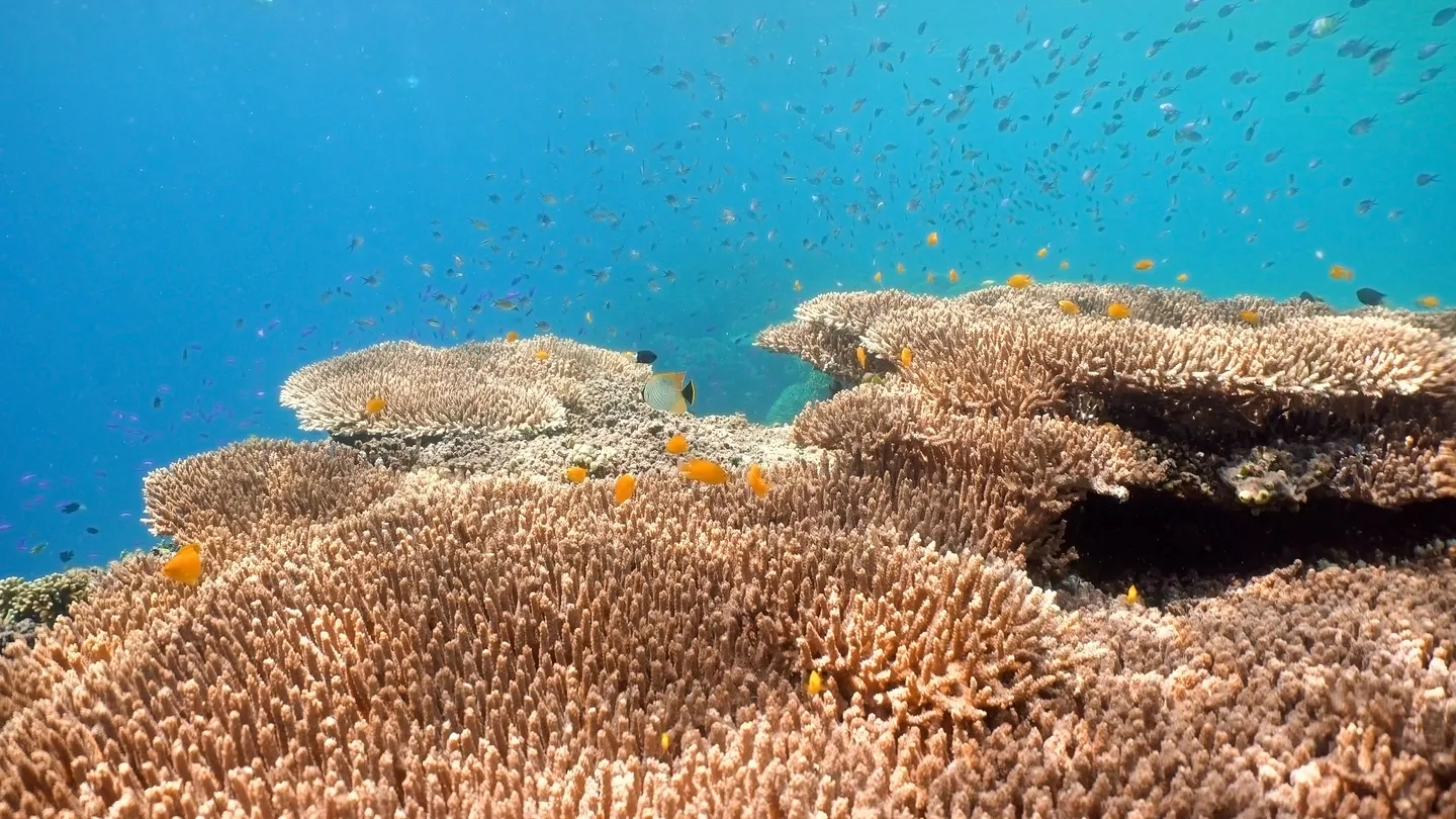 4_Moalboal Sardine Run