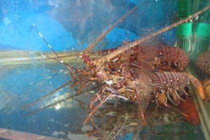 Japanese Style Pub Hariyun