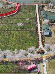 Yangzhou Cherry Blossom Garden