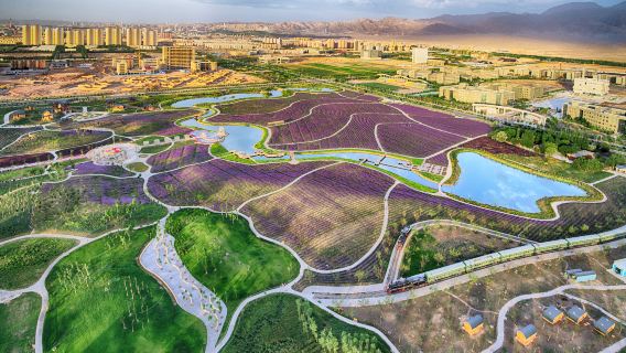Zijin Flower Sea