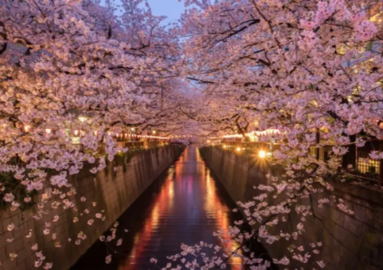 2024 Cherry blossoms in Japan: A big feast for the eyes 
