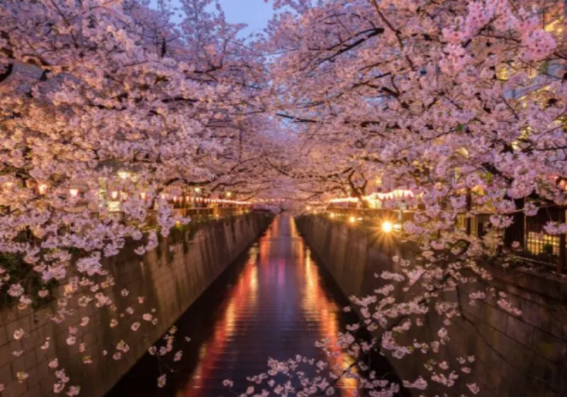 6 Different Types of Sakura Trees in Japan