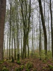 Wildfreigehege Weisshauswald