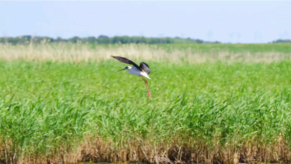 Qianhe Island Tourist Scenic Area