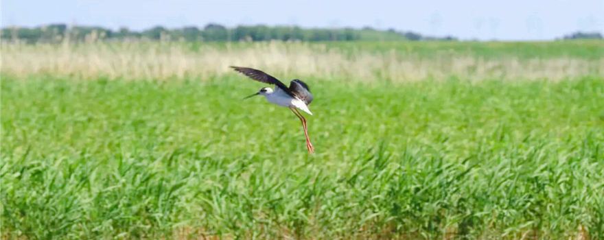 黑龙江绥化旅游攻略:松嫩平原腹地的北国大粮仓 黑龙江绥化旅游攻略:松嫩平原腹地的北国大粮仓