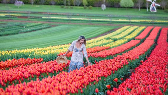 Tesselaar Tulip Festival